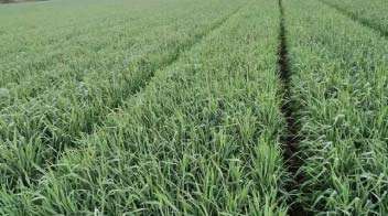 Healthy and attractive wheat crop