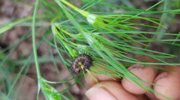 Catterpillar outbreak in cumin crop