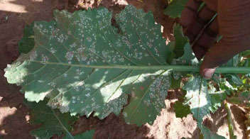 Leaf spot disease in mustard crop