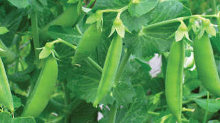 Integrated Pest and Disease Management in Peas Crop