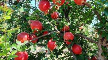 Healthy and attractive pomegranate crop