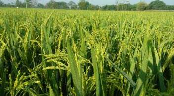 Healthy and attractive paddy crop