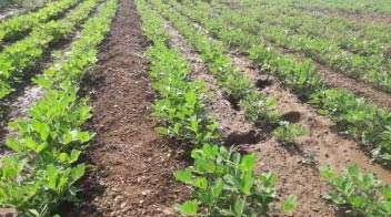 For proper growth of groundnut crop