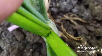Outbreak of thrips in onion crop