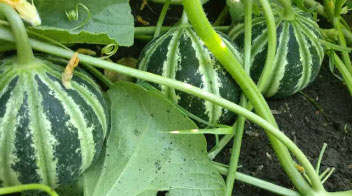 For proper growth of muskmelon
