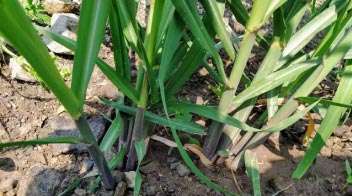 Fertilizer management for proper growth of sugarcane crop