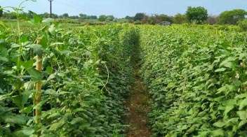 To get more flowering and fruiting in cowpea crop