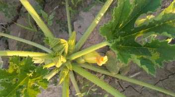 For proper growth of round gourd