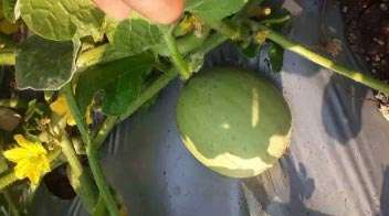 For proper growth of muskmelon