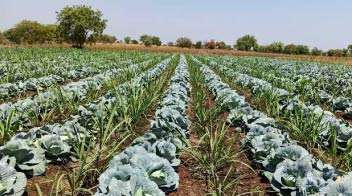 Advantages of mixed cropping system