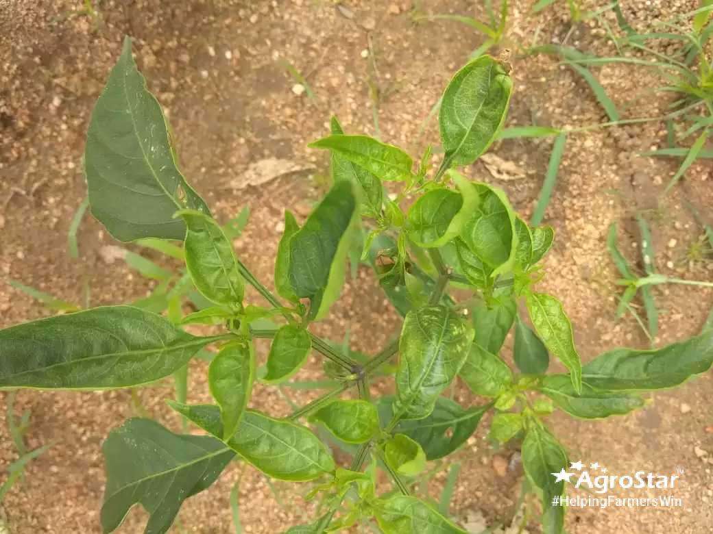 Infestation of thrips in chilli