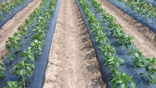 Mulching technique in chilli crop