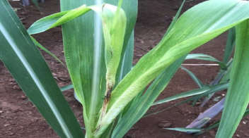 ऊस शेतकऱ्यांनो सावधान! ऊसावर आलाय नवीन “पोक्का बोईंग” रोग!