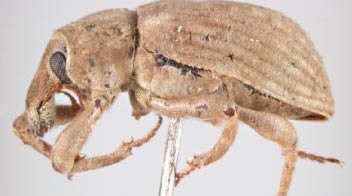 Know this weevil in summer paddy