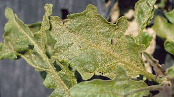 Thrips damage in water melon