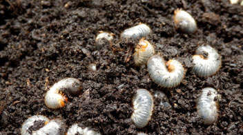 In which types of soil, the infestation of white grubs is much more?