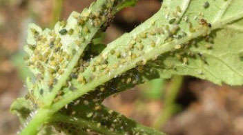 Which insecticide will you spray if aphids or jassids are observed in summer okra?