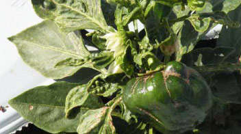 Control of thrips in chilli