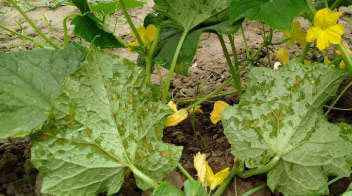 Leaf spot disease infestation in cucumber crop