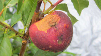 Control of thrips in pomegranate