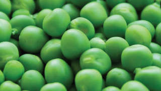 Seed treatment of peas