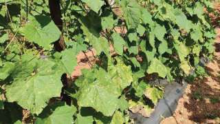 Fungal Infection and Infestation of Sucking Pest in Ridge Gourd
