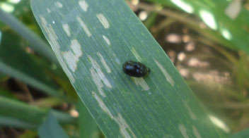 Know about cereal beetle damaging wheat crop