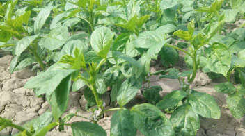 Healthy and attractive guar crop