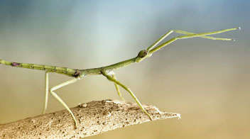 Know more about “Stick insect”