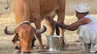 निरोगी दूध उत्पादनासाठी काळजी घ्यावी