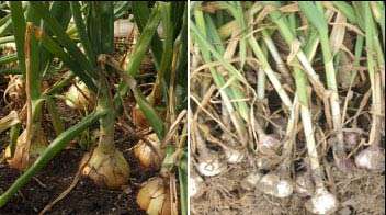 Integrated Pest and Disease Management in Onion and Garlic