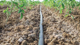 Use of drip and planting method in tomato crop