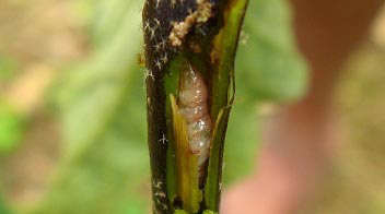 Know about the stem borer occasionally seen in brinjal