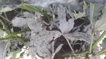Powdery mildew infestation in okra crop