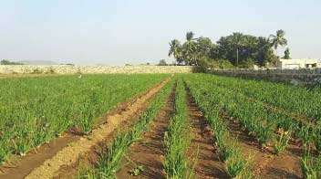Protection of onion crop from mildew and fungal pests