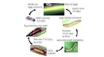 Life cycle of maize stem borer