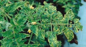 Know about this virus in tomato crop