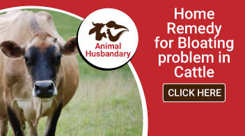 Home Remedy for Bloating problem in Cattle