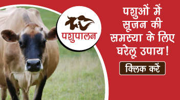 पशुओं में सूजन की समस्या के लिए घरेलू उपाय!
