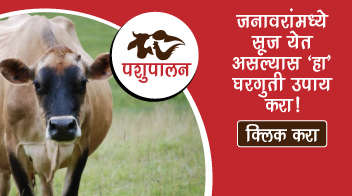 जनावरांमध्ये सूज येत असल्यास 'हा' घरगुती उपाय करा!