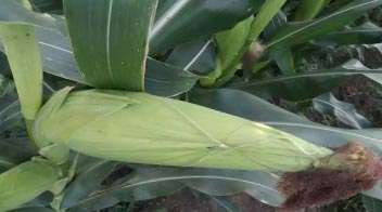 Cob development in maize