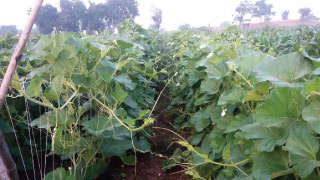 Healthy and Attractive Bottle Gourd Crop