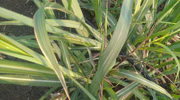 Smut disease infestation in sugarcane crop