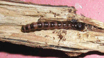 Bark eating caterpillar- a threat in Orchard crops