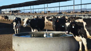 पशुओं के लिए पर्याप्त पानी दें