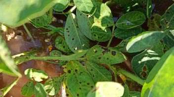 Control of leaf spot disease in groundnut