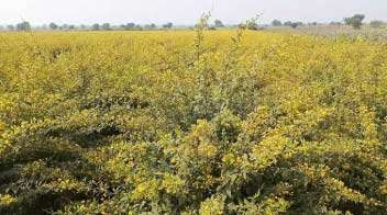Growth of pods in pigeonpea crop