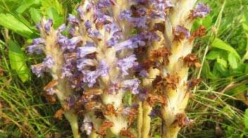 Know more about the orobanche:
