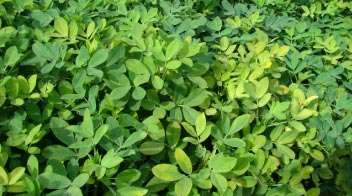 મગફળી પીળી પાડવાના કારણો અને ઉપાયો