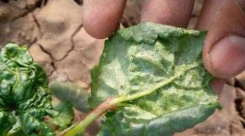 Outbreak of aphids in okra